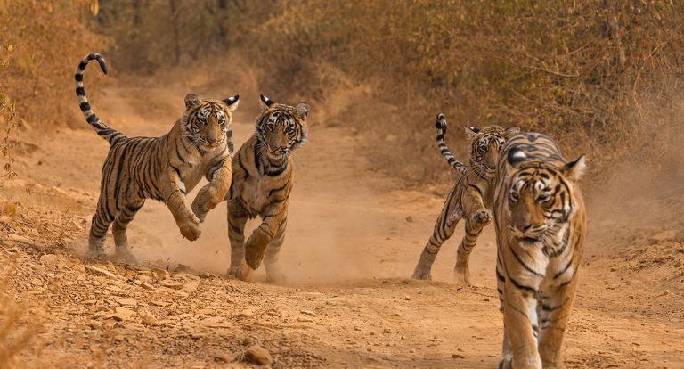 ranthambore-jungle-safari