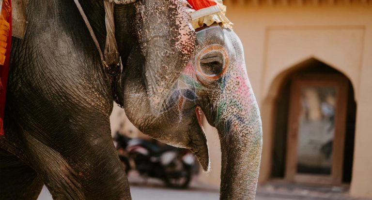 jaipur
